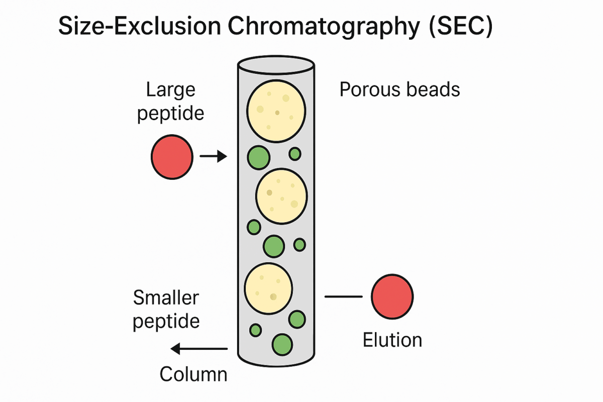An illustration explaining size-exclusion chromatography.