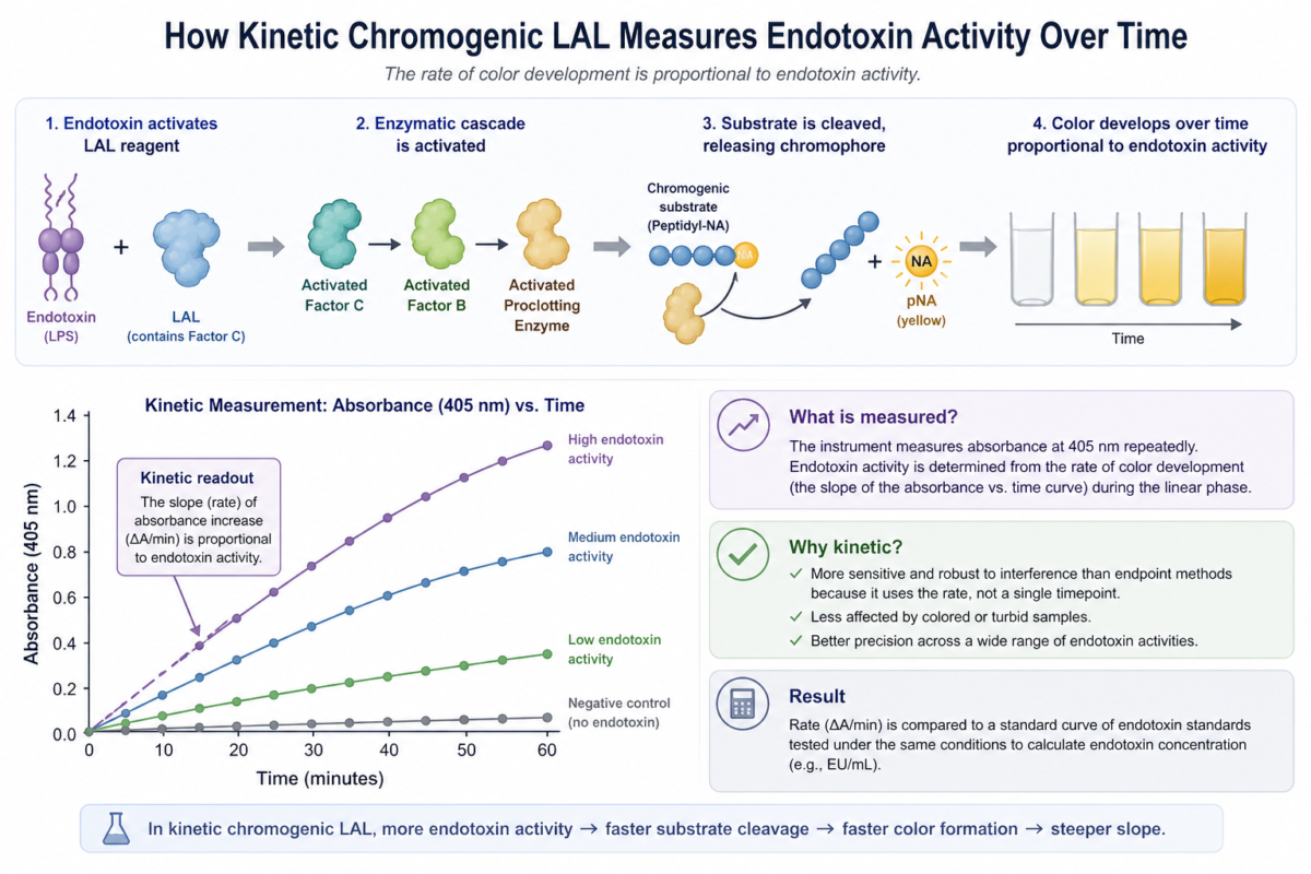 Kinetic chromogenic LAL process explained