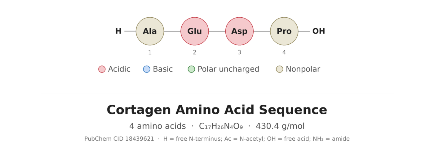 Cortagen amino acid sequence diagram
