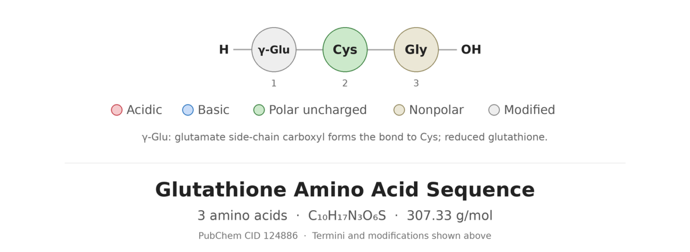 Glutathione amino acid sequence diagram