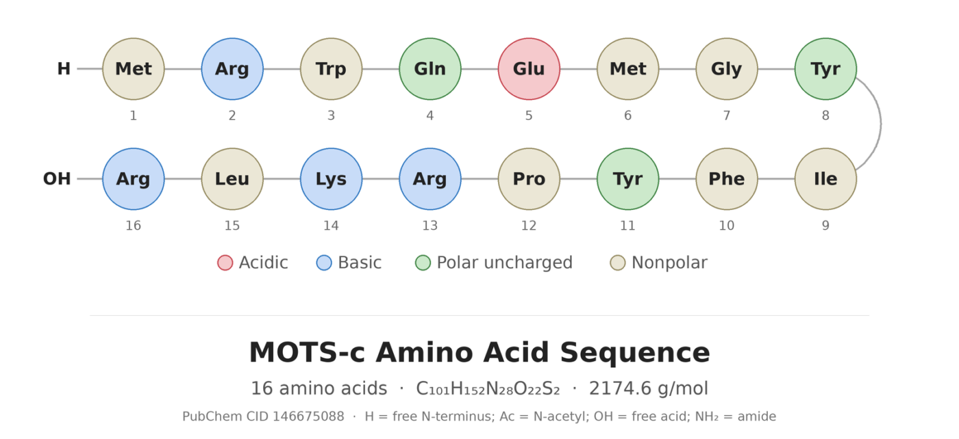 MOTS-C amino acid sequence diagram