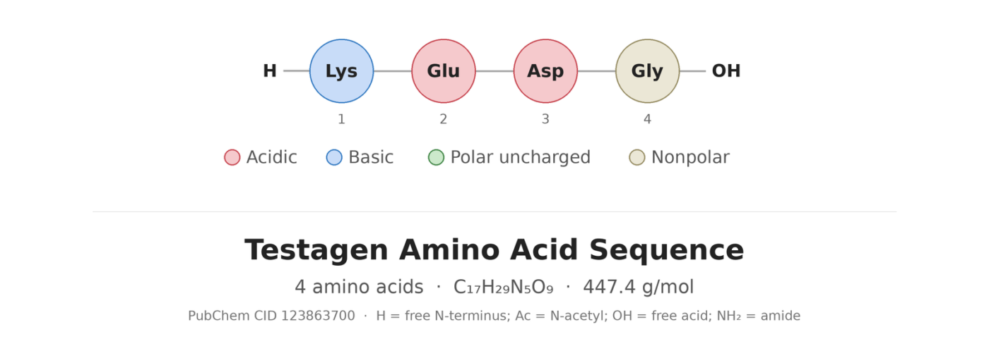 Testagen amino acid sequence diagram