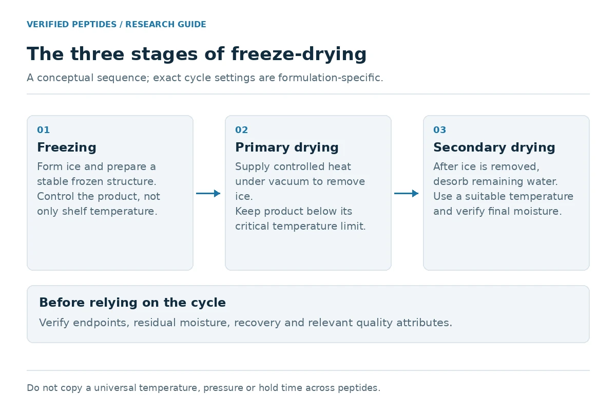 The three freeze-drying stages: freezing, primary drying by sublimation, and secondary drying by desorption.